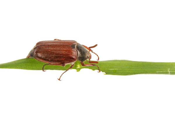 Cockchafer (Melolontha melolontha) sobre fondo blanco —  Fotos de Stock