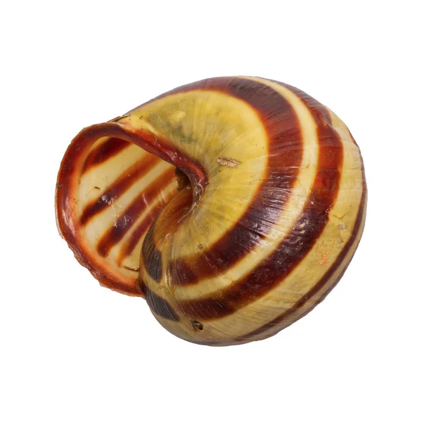 Slak shell op een witte achtergrond — Stockfoto
