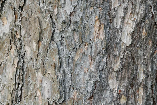 Абстрактний фон старої текстури дерев'яної кори — стокове фото