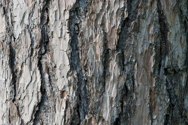 Staré dřevo stromu kůra texturu pozadí abstraktní — Stock fotografie