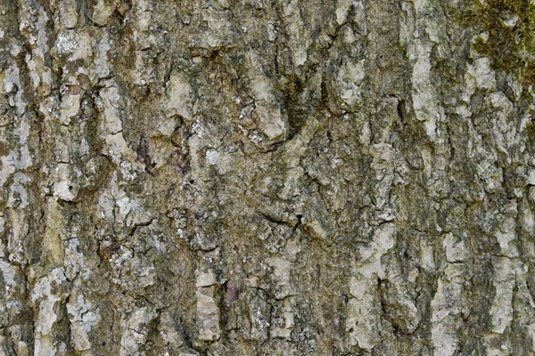 Abstrakte alte Holz Baumrinde Textur Hintergrund — Stockfoto