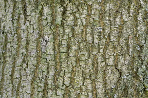 Abstrakte alte Holz Baumrinde Textur Hintergrund — Stockfoto