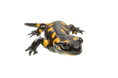 Semender (Salamandra salamandra) beyaz bir arka plan üzerinde ateş