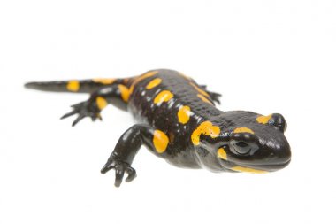 Semender (Salamandra salamandra) beyaz bir arka plan üzerinde ateş