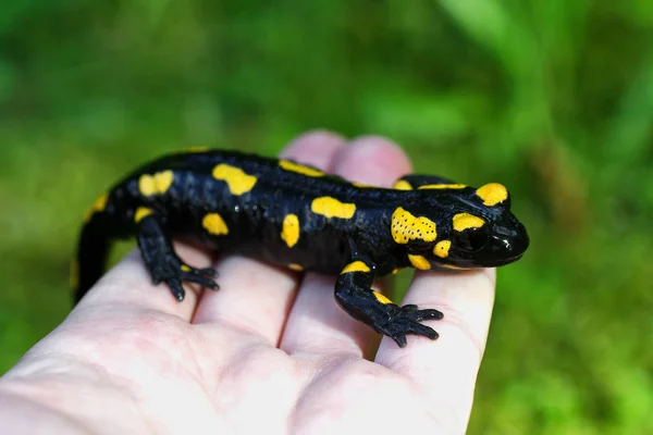 Salamandra de fogo (Salamandra salamandra) em uma mão — Fotografia de Stock