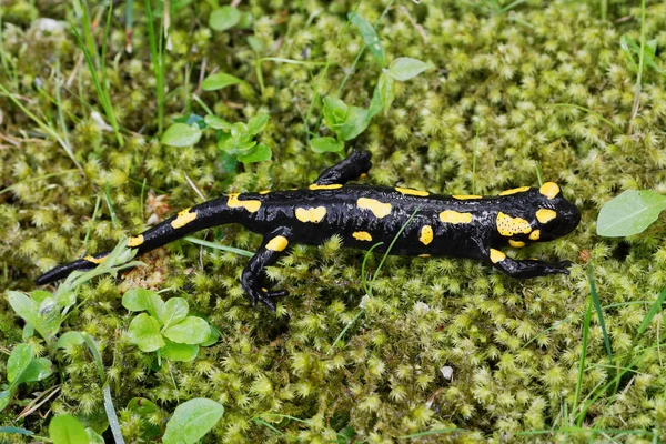 Fire salamander (Salamandra salamandra) in a nature