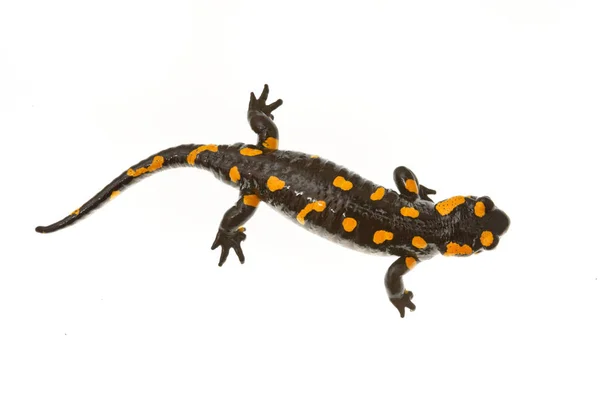 Mlok skvrnitý (Salamandra salamandra) na bílém pozadí — Stock fotografie