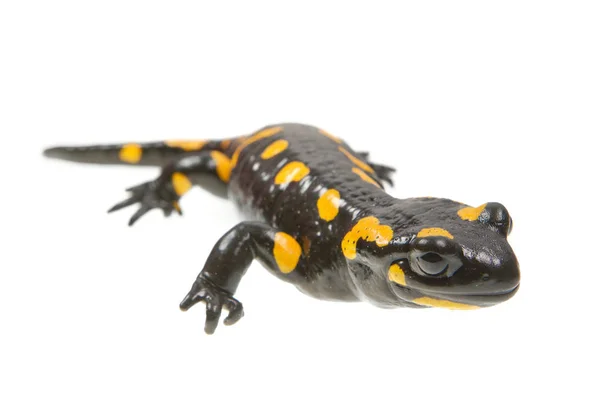 Salamandra de fuego (Salamandra salamandra) sobre un fondo blanco — Foto de Stock