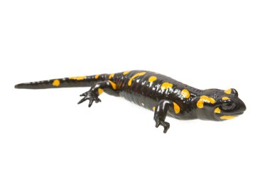 Semender (Salamandra salamandra) beyaz bir arka plan üzerinde ateş