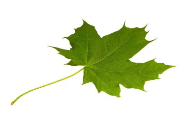 Beyaz arkaplanda yeşil akçaağaç yaprağı
