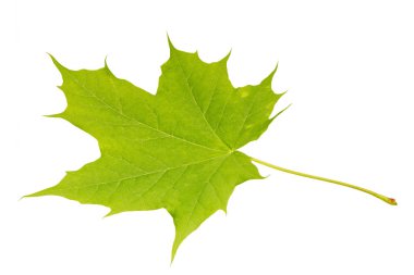 Beyaz arkaplanda yeşil akçaağaç yaprağı