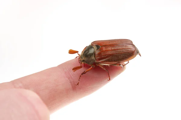 Cockchafer (Melolontha melolontha)는 흰색 바탕에 — 스톡 사진