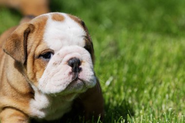 İngilizce bulldog sıklıkta portresi