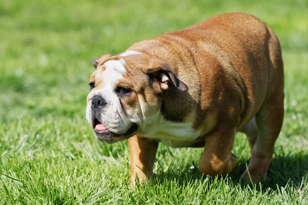 Porträtt av den engelska bulldog utomhu — Stockfoto