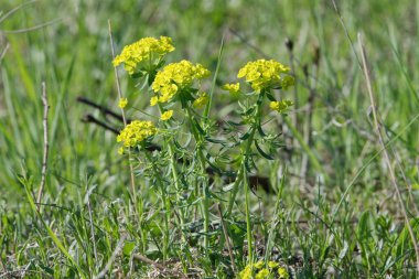 Selvi spurge (Euphorbia cyparissias) bir doğa