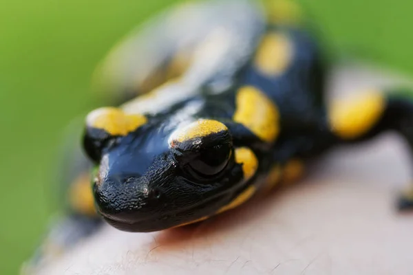 Salamandra de fogo (Salamandra salamandra) em uma mão — Fotografia de Stock