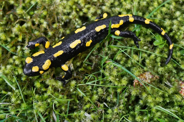 Semender (Salamandra salamandra) bir doğada ateş — Stok fotoğraf