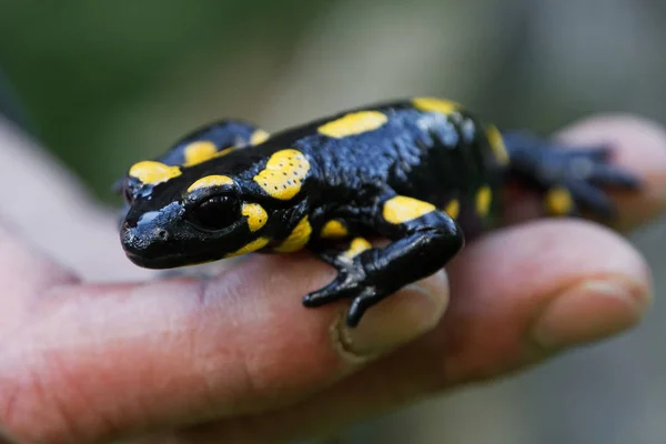 Salamandra di fuoco (Salamandra salamandra) su una mano — Foto Stock