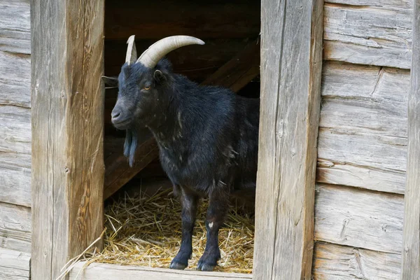 Retrato de cabra negra en un pueblo — Foto de Stock