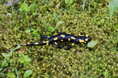 Semender (Salamandra salamandra) bir doğada ateş