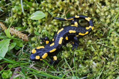 Semender (Salamandra salamandra) bir doğada ateş