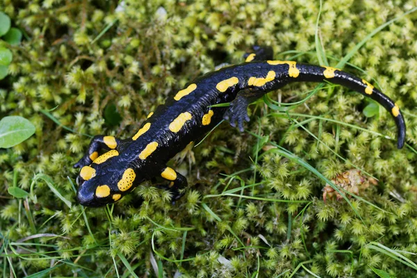 Salamandra de fogo (Salamandra salamandra) em uma natureza — Fotografia de Stock