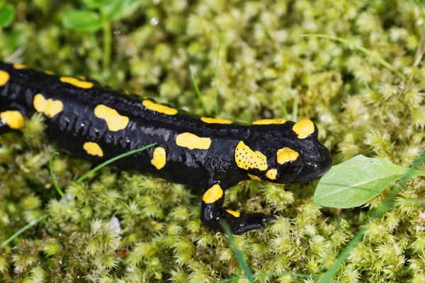 Brand salamander (Salamandra salamandra) in een natuurgebied — Stockfoto