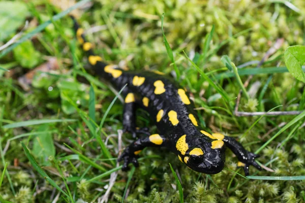 Salamandra de fogo (Salamandra salamandra) em uma natureza — Fotografia de Stock