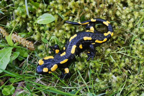 Salamandre flamboyante (Salamandra salamandra) dans une nature — Photo