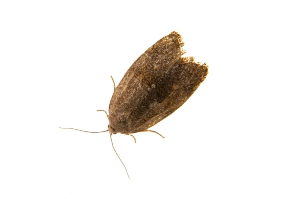 Brown moth on a white background — Stock Photo, Image