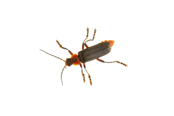Escarabajo soldado (Cantharis fusca) sobre fondo blanco — Foto de Stock