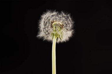 Karahindiba siyah arka plan üzerine Close-Up