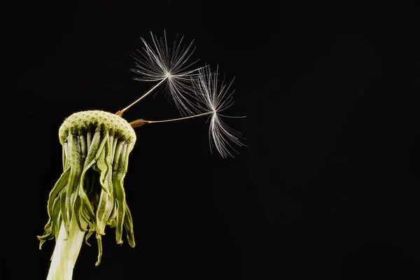 Close-up of dandelion on the black background — Stock Photo, Image