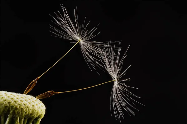 Close-up of dandelion on the black background — Stock Photo, Image