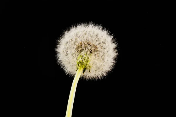 Close-up of dandelion on the black background — Stock Photo, Image