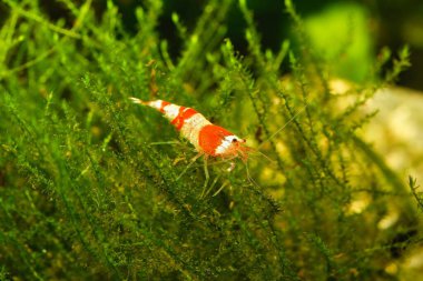 Kırmızı kristal karides (Caridina kantonensis) tatlı su akvaryumunda