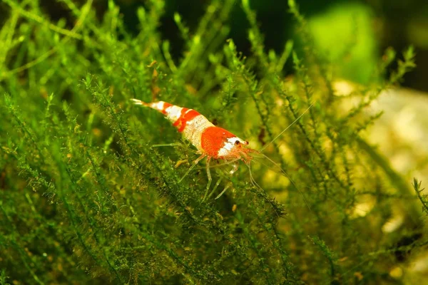 Krevety červené (Caridina cantonensis) ve sladkovodním akváriu Stock Obrázky