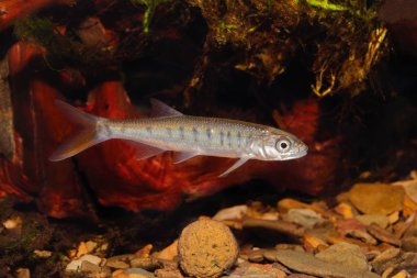 Senegal balığı tatlı su akvaryumunda Raiamas senegalensis