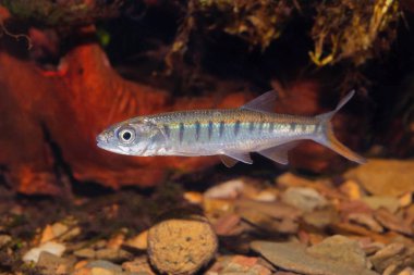 Senegal balığı tatlı su akvaryumunda Raiamas senegalensis