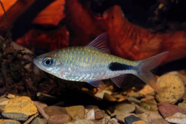 Tatlı su akvaryumunda Cyprinid balığı Enteromius rohani