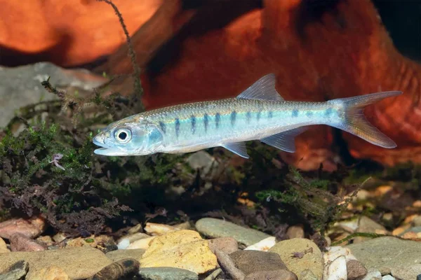 塞内加尔小鱼Raiamas senegalensis在淡水水族馆中 — 图库照片