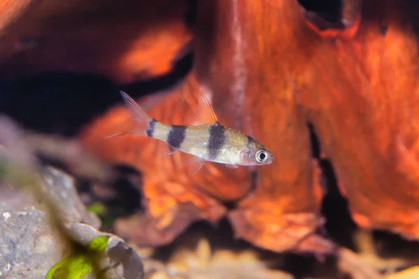 Mladé cyprinid ryby Enteromius rohani ve sladkovodním akváriu — Stock fotografie
