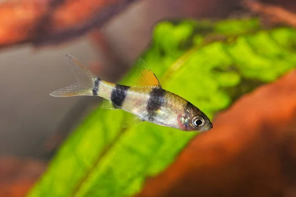 Peces ciprínidos jóvenes Enteromius rohani en acuario de agua dulce —  Fotos de Stock