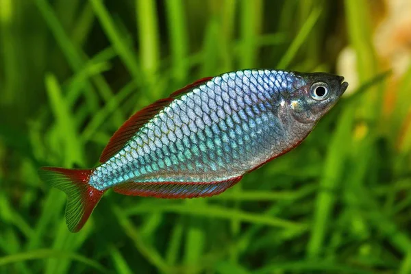 Zwerg-Regenbogenfisch melanotaenia praecox im Süßwasseraquarium — Stockfoto