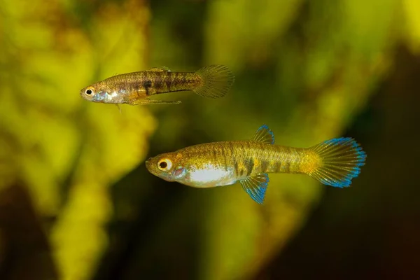 Levende baardvis Neoheterandria elegans in zoetwateraquarium — Stockfoto