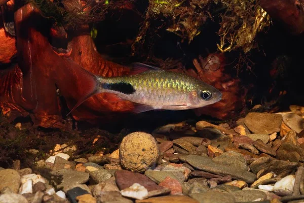 Peces ciprínidos Enteromius rohani en acuario de agua dulce Imagen de stock