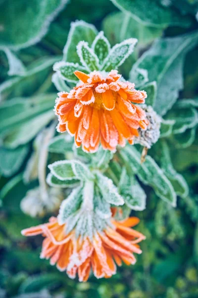 Frozen Orange Farbe Blume — Stockfoto