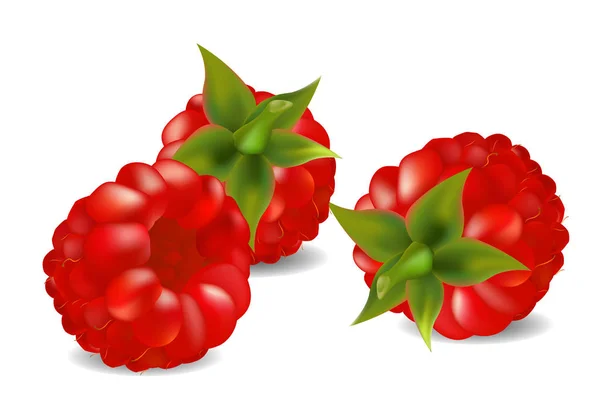 Trois framboises sur fond blanc — Image vectorielle