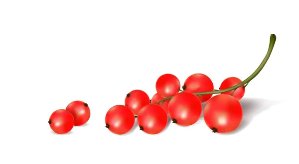 Beyaz arka planda kırmızı frenk üzümü — Stok Vektör