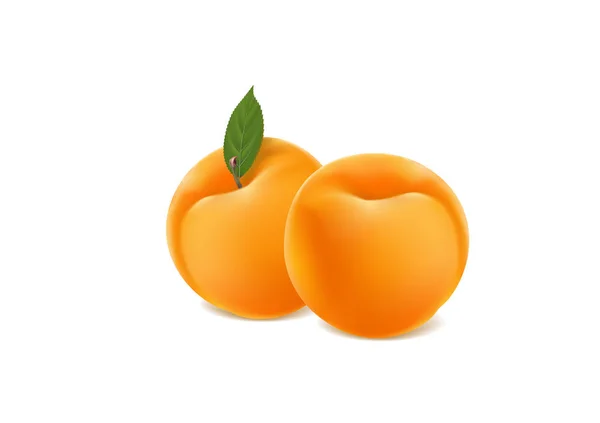 Mogna aprikoser på en vit bakgrund — Stock vektor